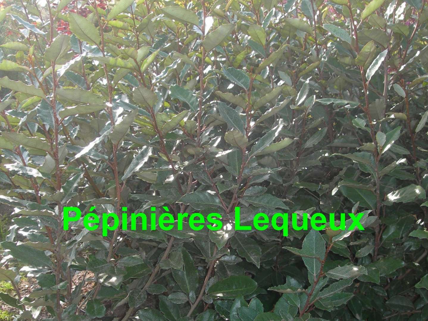 ELEAGNUS EBBINGEI